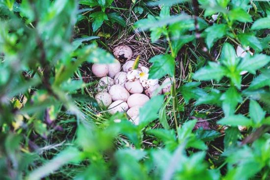 Everything You Want to Know About Guinea Fowl Eggs