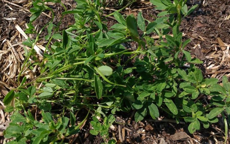 Growing Fenugreek Plant Varieties How To Guide Problems And Harvesting