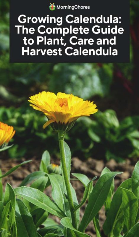 This image has an empty alt attribute; its file name is Growing-Calendula-The-Complete-Guide-to-Plant-Care-and-Harvest-Calendula-PIN-470x800.jpg