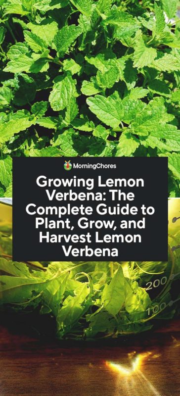 This image has an empty alt attribute; its file name is Growing-Lemon-Verbena-The-Complete-Guide-to-Plant-Grow-and-Harvest-Lemon-Verbena-PIN-364x800.jpg