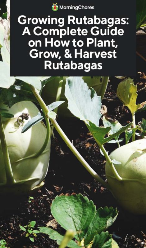 This image has an empty alt attribute; its file name is Growing-Rutabagas-A-Complete-Guide-on-How-to-Plant-Grow-Harvest-Rutabagas-PIN-470x800.jpg