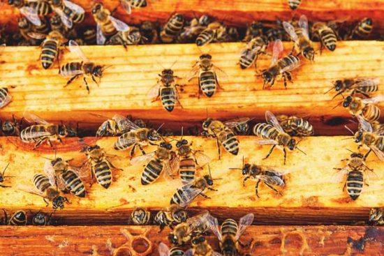How You Can Help Reverse the Declining Bee Population