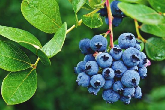 When and How to Prune Blueberries to Maximize Your Harvest