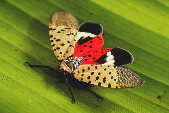 How to Kill Spotted Lanternfly and Save your Fruit Trees