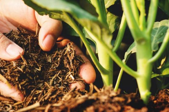 How to Use Compost Correctly in Your Garden