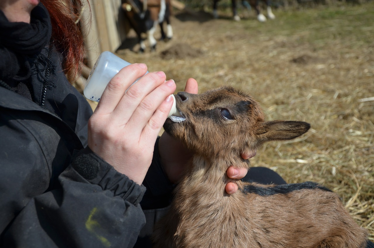 reasons to pasteurize goat's milk