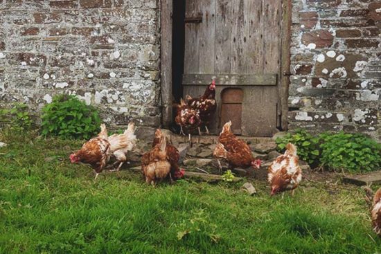 How to Introduce New Chickens into an Old Laying Flock