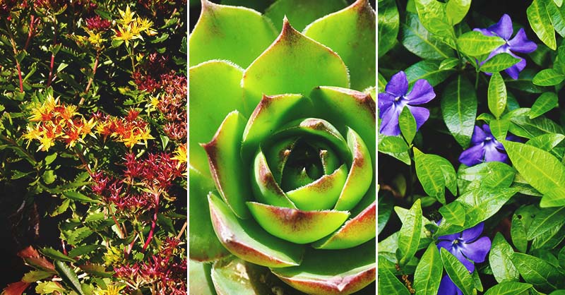 17 Evergreen Ground Cover Options For, Best Succulent Ground Covers