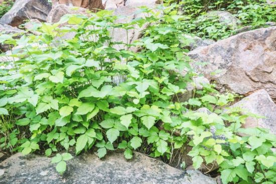 6 Natural Ways To Kill Poison Ivy Plants