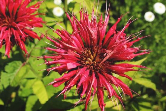 Growing Bee Balm: The Complete Guide to Plant, Grow and Harvest Bee Balm