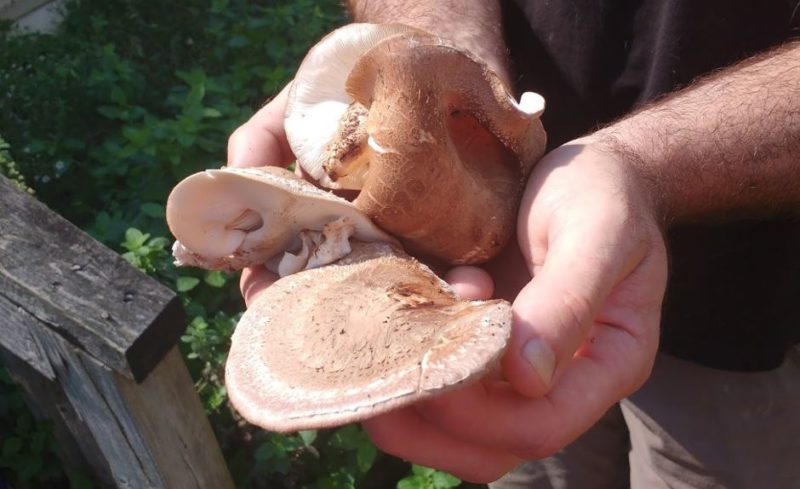 harvesting and using shiitake mushrooms