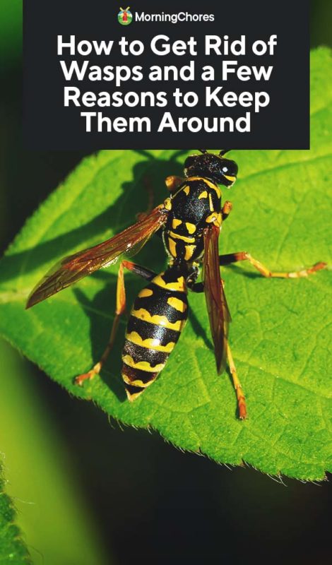 How to Get Rid of Wasps and a Few Reasons to Keep Them Around