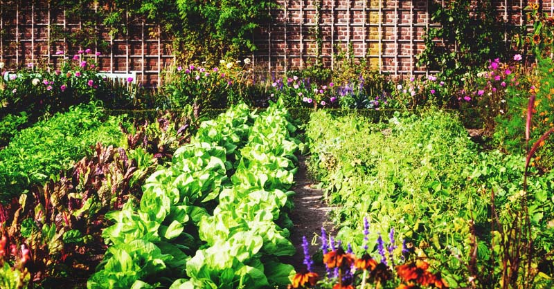 The Fascinating History Of The Victory Garden And How To Create
