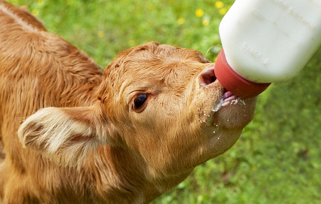 feeding a calf while raising beef calves