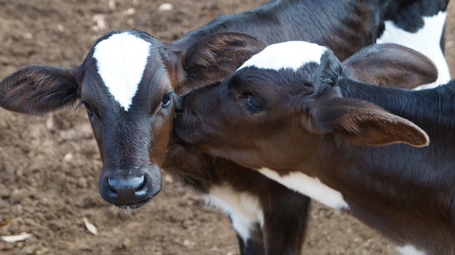 inexpensive calves to buy when raising beef calves
