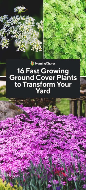 16 Fast Growing Ground Cover Plants To, What Is A Good Ground Cover To Prevent Weeds