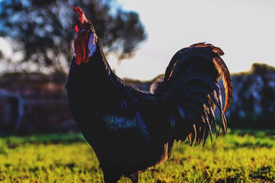 About Minorca Chicken: White Faced, Mediterranean Oddities