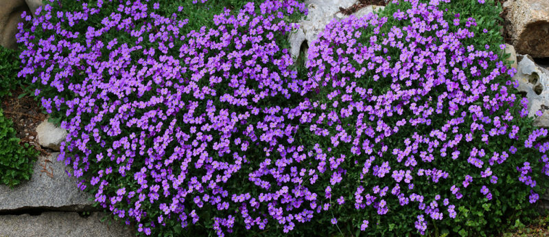 16 Fast Growing Ground Cover Plants To, Ground Cover For Wet Areas