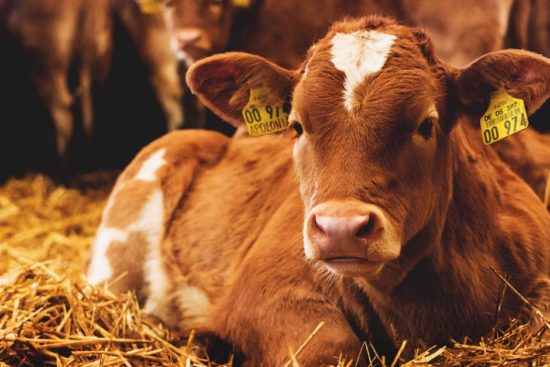 Getting Started with Raising Calves for Beef on Your Homestead