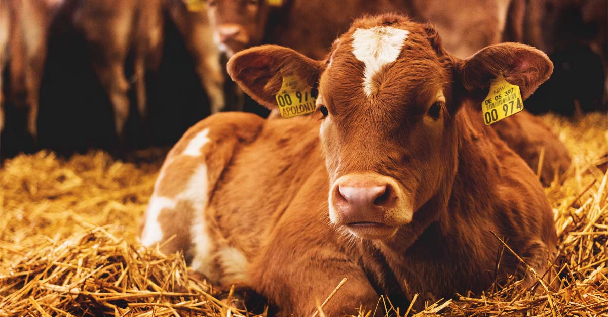 Getting Started with Raising Calves for Beef on Your Homestead