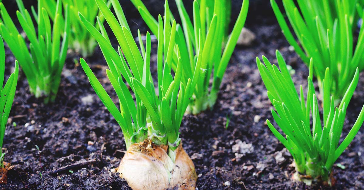 Growing Shallots: How to Plant Shallots in Fall
