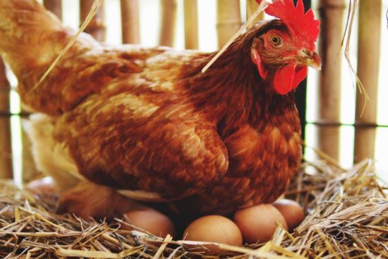 How to Identify and Treat an Egg Bound Chicken
