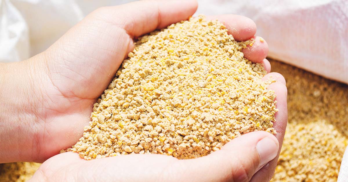 3 Ways to make your Own Chicken Feed