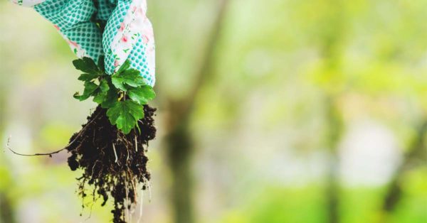 How to Prevent Weeds in Your Garden and How to Stop Them Once They Start