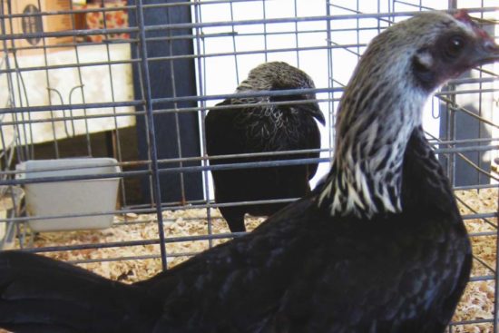 Modern Game Chicken: A Leggy and Unique Breed