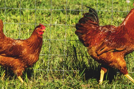 New Hampshire Red Chicken: Simple Birds for the Practical Farmer
