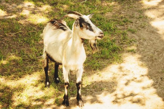 Pack Goats: The Benefits, Breeds, Characteristics, and Equipment