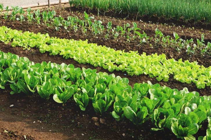 EASIEST VEGETABLES TO GROW IN THE SOUTH visual data 5