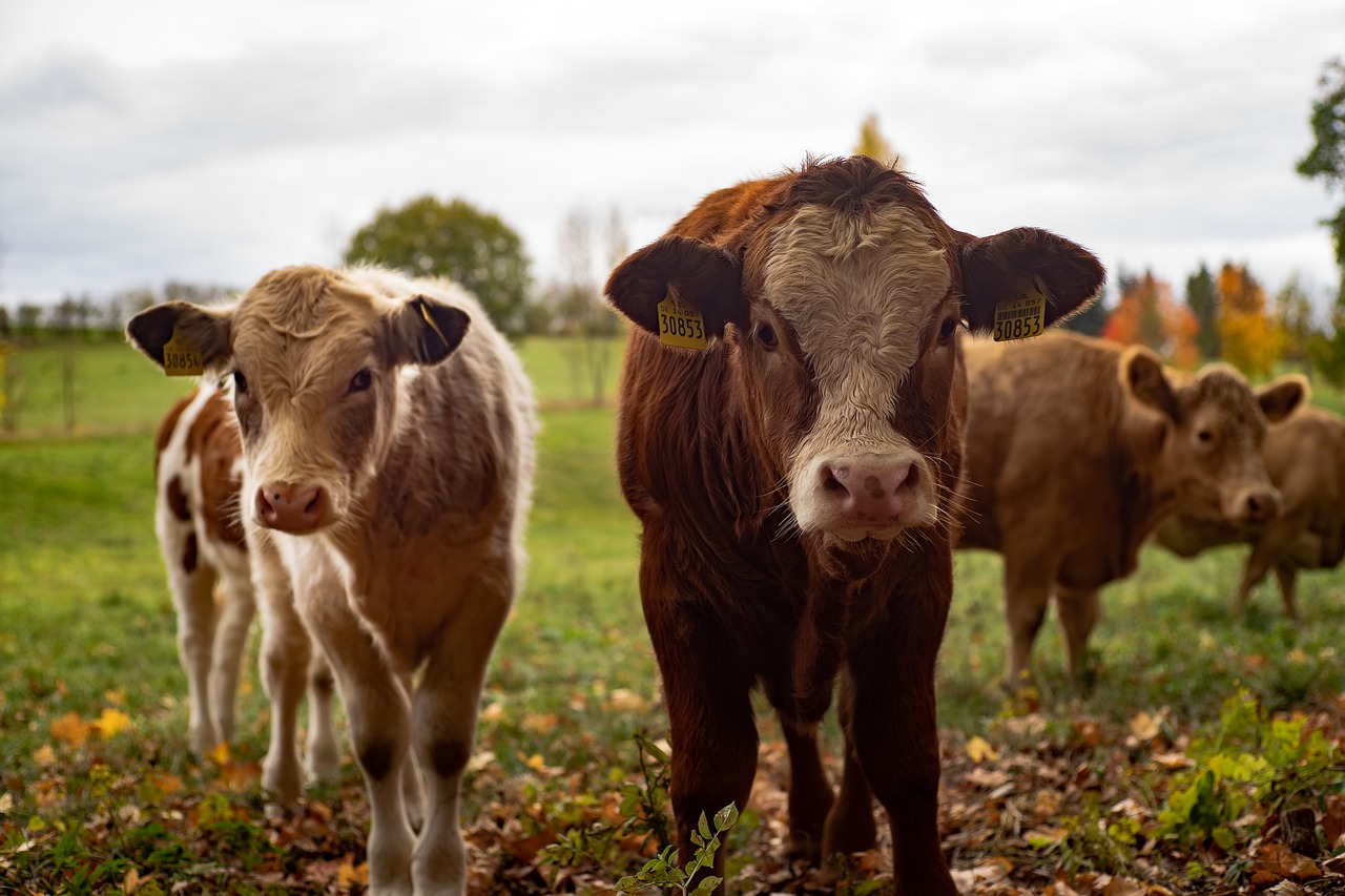 Developing Steers while raising beef calves