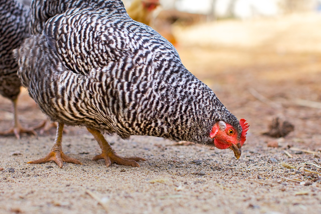 Feeding chickens correctly to prevent egg binding