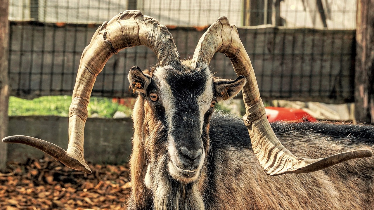 Old buck goat
