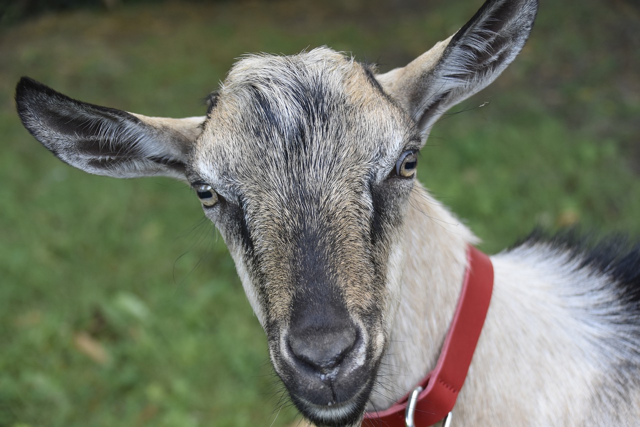 Goat with a collar