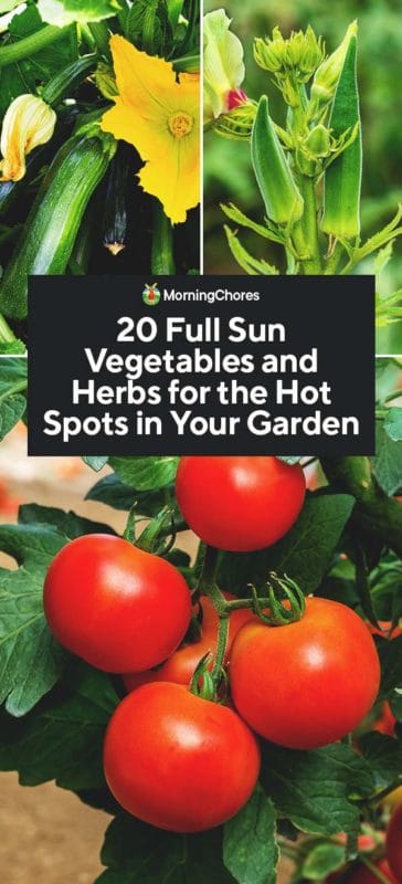 20 Full Sun Vegetables And Herbs For, Garden Vegetables List