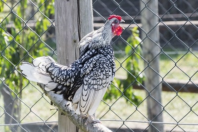 The easy way to stop a rooster from crowing is to eat him.