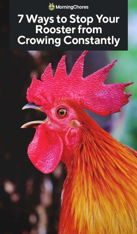 7 Ways To Stop Your Rooster From Crowing Constantly