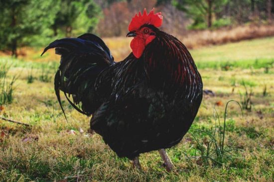 Croad Langshan Chicken: A Dual-Purpose, Asiatic Breed