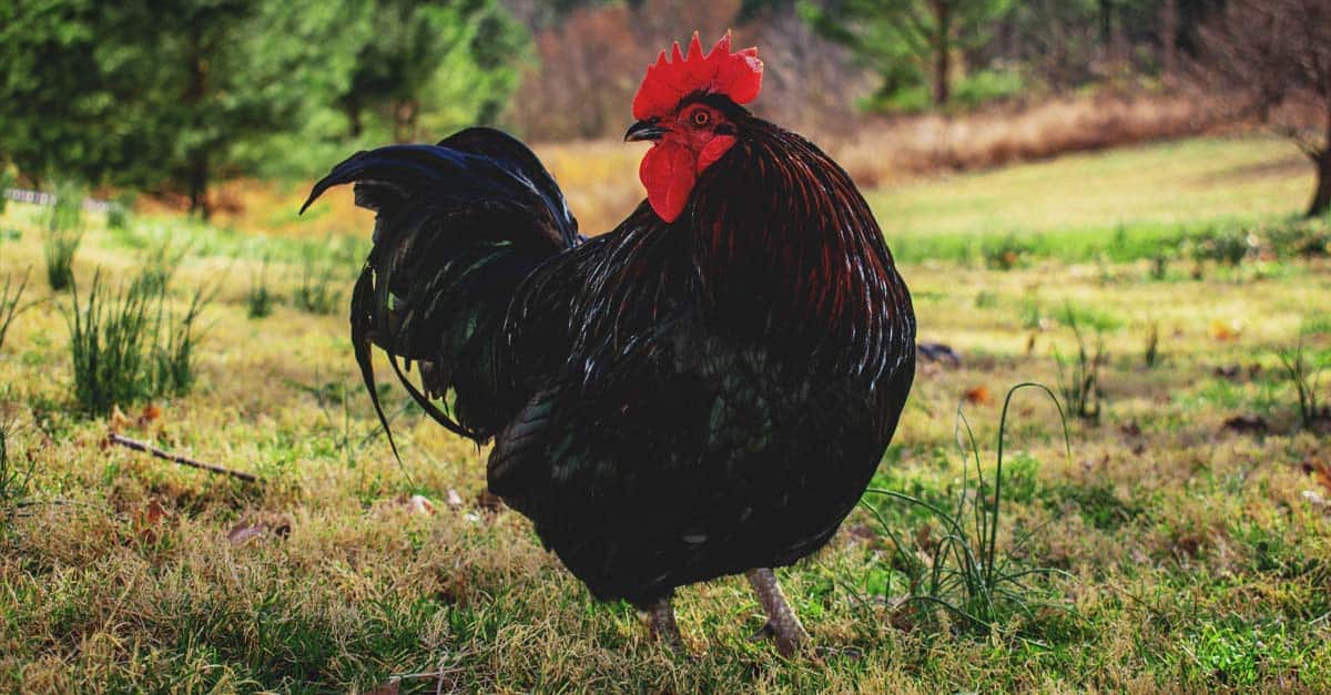 Croad Langshan Chicken: A Dual-Purpose, Asiatic Breed