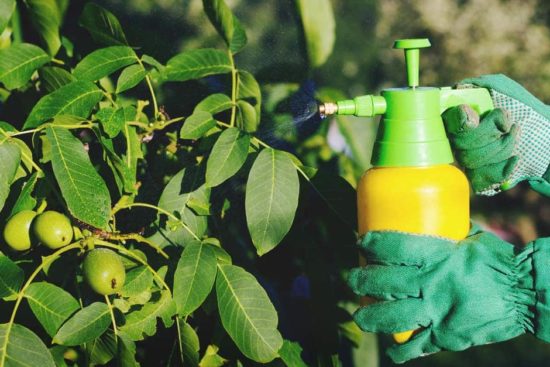 Everything You Need to Know About Organic Pesticides