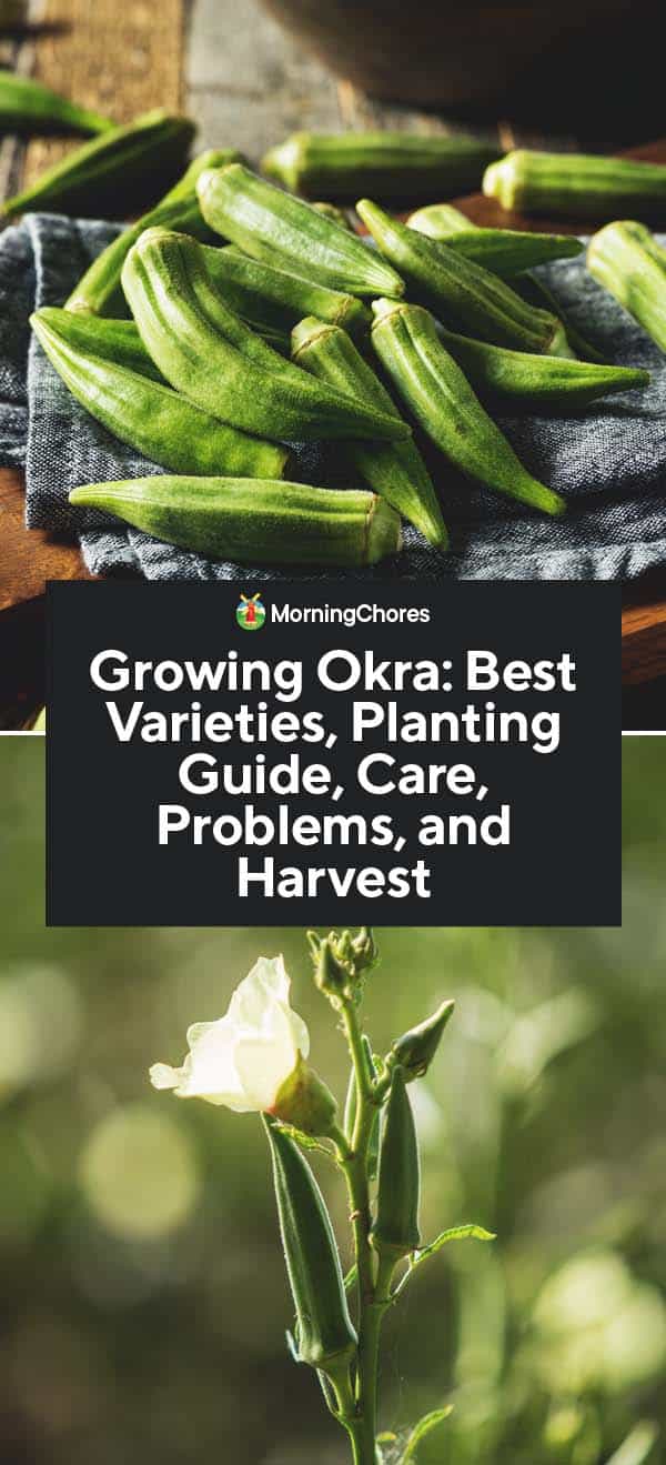 Growing Okra: Best Varieties, Planting Guide, Care, Problems, and Harvest