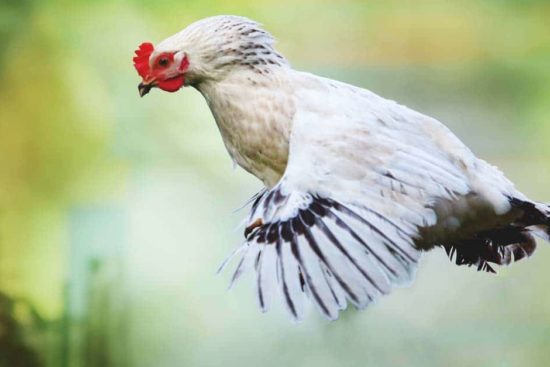 How to Deal with Flighty Chickens