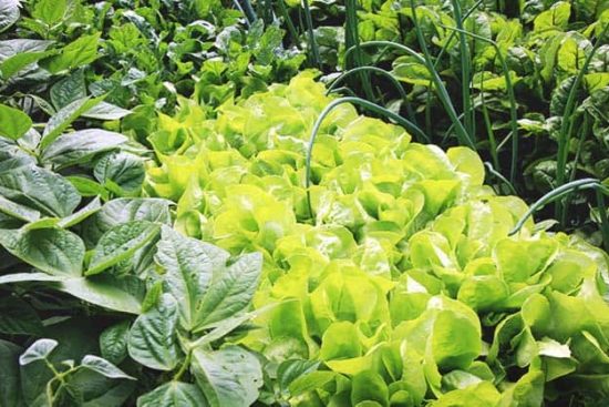 How to Use Intercropping Wisely to Increase Your Harvest
