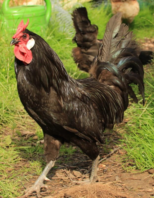 la flèche chickens - a rooster