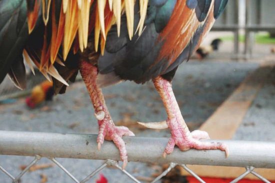 Rooster Spurs: Should You Trim or Remove Them, and How to Do It