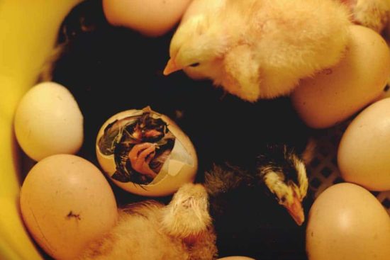 Should You Help a Chick Hatch from Its Egg? And How to Do It