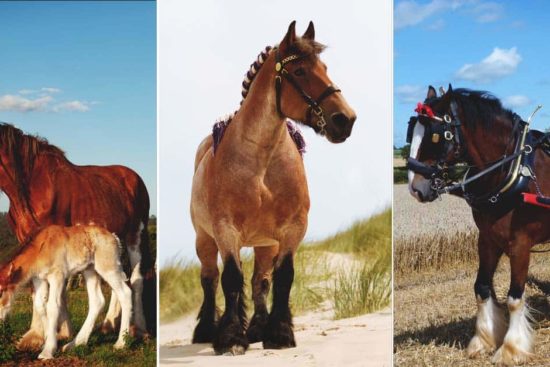 The 10 Best Draft Horse Breeds to Help You on the Homestead