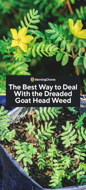 The Best Way to Deal With the Dreaded Goat Head PIN 1